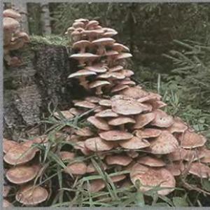 Особенности питания грибов