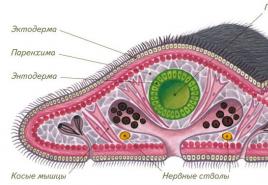 Класс ресничные черви или турбеллярии Реснитчатые черви характеристика