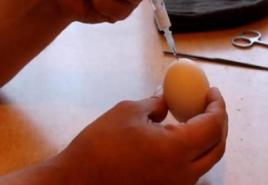 Sukurti homunkulą iš kiaušinio – tiesa ar ne?