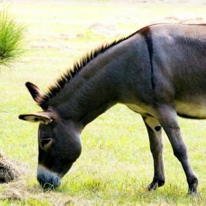Donkey lifestyle and habitat