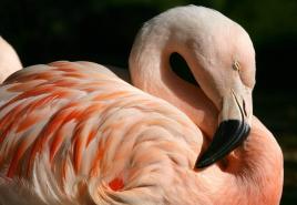 Rožiniai flamingai: jų savybės ir elgesys