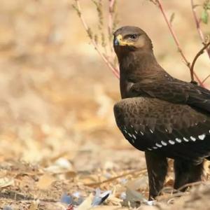 Species: Aquila clanga = Greater Spotted Eagle