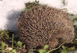 Where do hedgehogs live in nature and winter
