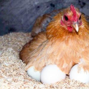 Viščiukų perinimas inkubatoriuje namuose