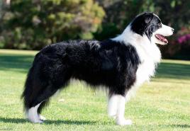 About the Border Collie herding dog Peculiarities of education and training