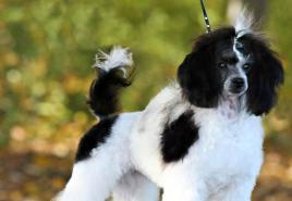 Harlequin Pinscher breed description Basic dog care
