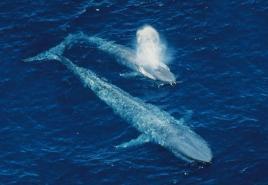 Kuris banginis didžiausias?  Kiek sveria banginis?  Nykštukinio banginio elgesys ir mityba
