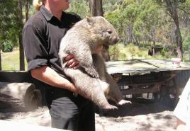 Wombatul este un animal din familia marsupialelor