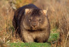 Wombat, burrower Wombat animal