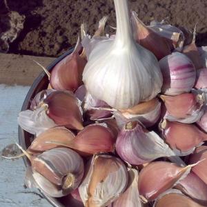 How to grow garlic on the windowsill: your personal mini-bed