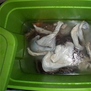 Slaughter of rabbits and processing (dressing) of rabbit skins