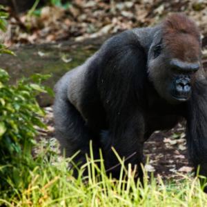 Ką valgo gorila?  Gorilos (lot. Gorilla) Kur kokiose šalyse gyvena gorilos