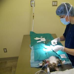 Katės vaikščiojimas po sterilizacijos