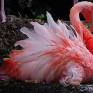 Fairy tales stories cartoons about flamingos