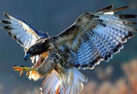 Description, features, species, lifestyle and habitat of the falcon