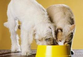 Is it possible to give cat food to dogs? Is it possible to give dog food to cats?