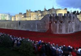 В великобритании отмечается день памяти погибших в войнах Почему маковый цветок
