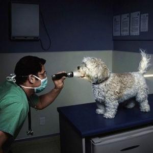 Kur mokaisi veterinarijos gydytoju