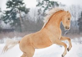 Lakštingalos arklių spalva: nuotrauka, aprašymas Lakštingalos arklys