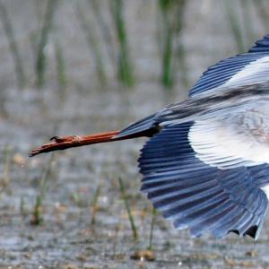 50 įdomių faktų apie garnius Koks paukštis yra garniai