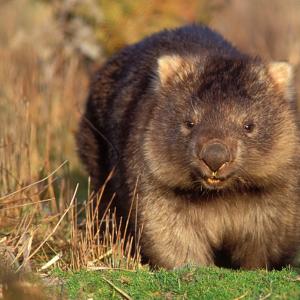 Vombatas, burrower Wombat gyvūnas
