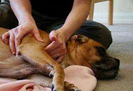Šunų artritas – gydymas ir profilaktika Šunų sąnarių artritas