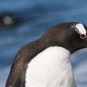 Pingvinų nuotraukos, aprašymas Pingvinų ypatybės ir jų gyvenimo būdas
