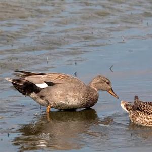 How to name a duck: duck nicknames