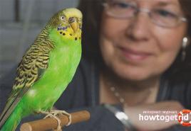 FAQ: how to teach a parrot to talk
