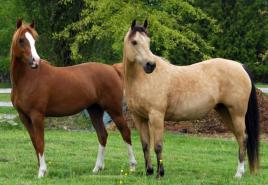 Arklių kergimas kaip pagrindinis efektyvios žirgų auginimo aspektas Veislinis žirgų poravimas