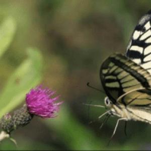 Swallowtail drugelis vabzdys