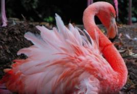 Pasakų istorijos animaciniai filmai apie flamingus