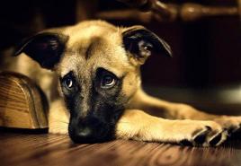 Истощение у собаки: причины, что делать, лечение Истощенная собака