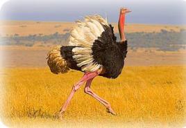 Black African ostrich: description, character, reproduction A baby ostrich scratches its beak with its paw, what’s bothering it