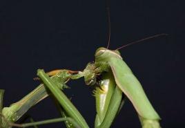 Why does the female praying mantis eat the male?