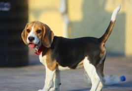 “The Beagle is the ideal companion for a child