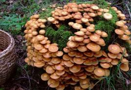 Разновидности грибов опят — съедобные, ложные, луговые, успенские, китайские, зимние, осенние, летние опята: описание, фото