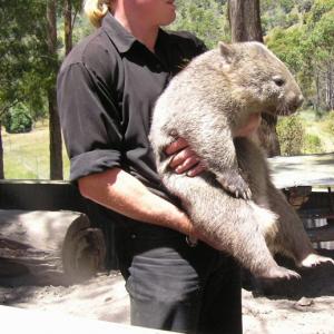 Wombat is an animal of the marsupial family