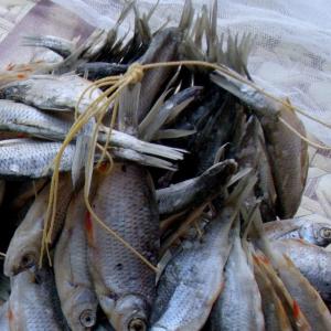 Простые решения для сохранения вяленой и сушёной рыбы в домашних условиях