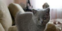 How to name a British cat: rules for choosing nicknames for a cat and a cat, name options
