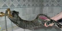 How to wash a cat without harming your pet?