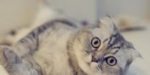 Cele mai populare 10 rase de pisici din Rusia