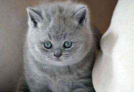 Nicknames for British cats and kittens
