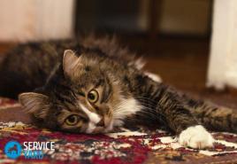 Cum să eliminați mirosul de urină de pisică de pe covor?