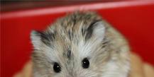 Chinese hamster and Roborovsky's hamster - dwarf babies