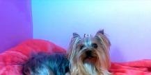 Yorkshire Terrier: μίνι και στάνταρ, φωτογραφία και βίντεο