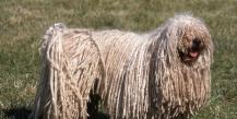 Šunų veislės su dredais: gauriausių veislių nuotraukos ir pavadinimai