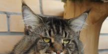 Kilni ir paslaptinga Meino meškėnų katė: išskirtinės veislės savybės ir rekomendacijos, kaip prižiūrėti savo augintinį