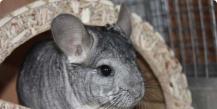 How to keep a chinchilla at home?