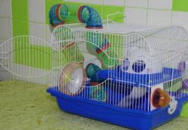 Caring for Djungarian hamsters: how to keep and feed a Djungarian hamster